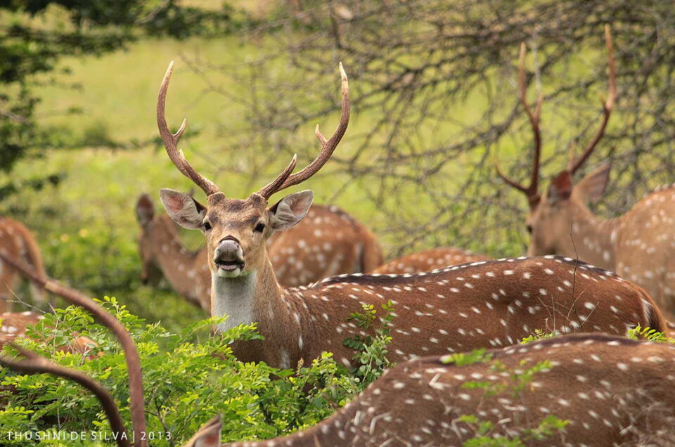 Popular National Parks in sri lanka